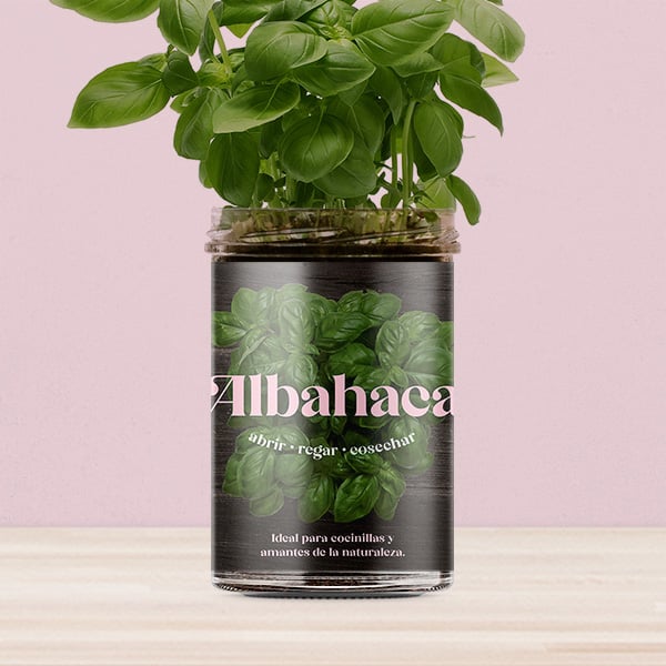 Huerto de cocina de albahaca.