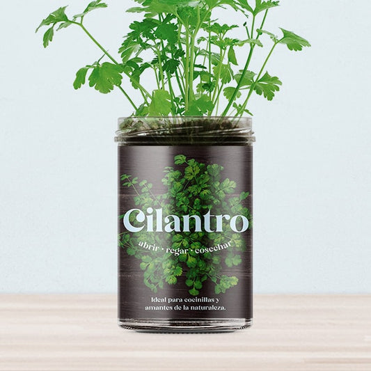 Huerto de cocina de cilantro.
