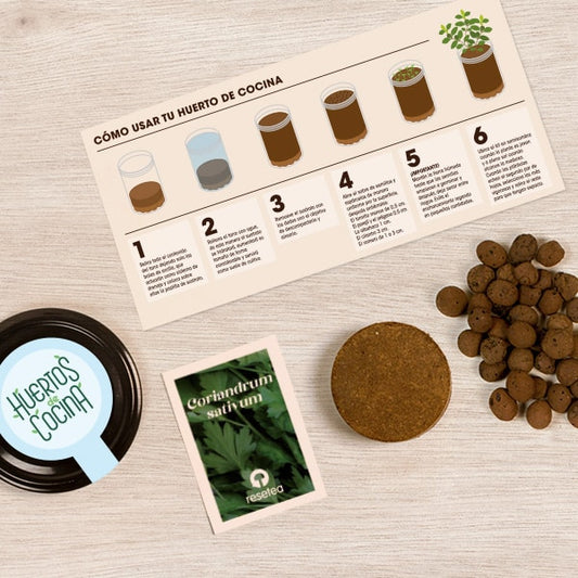 Huerto de cocina de cilantro.