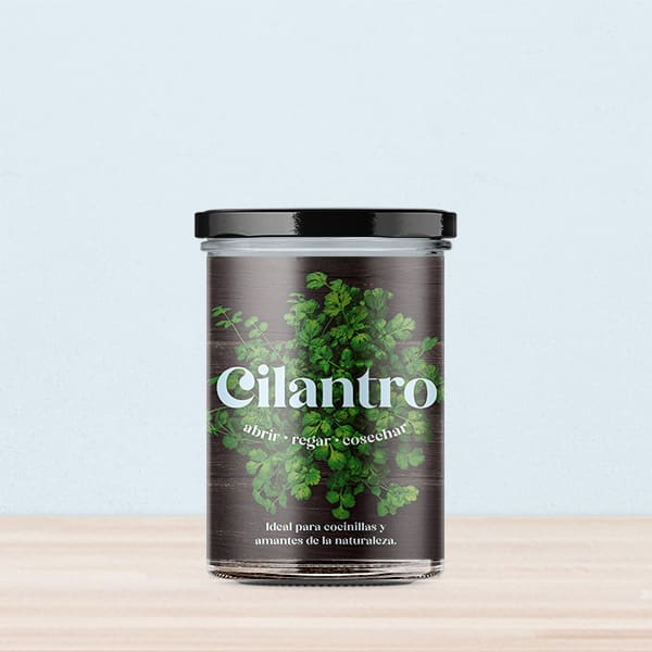 Huerto de cocina de cilantro.