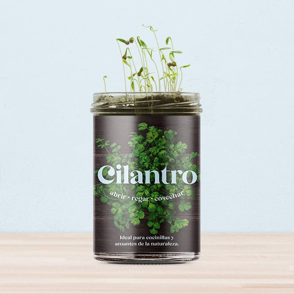 Huerto de cocina de cilantro.
