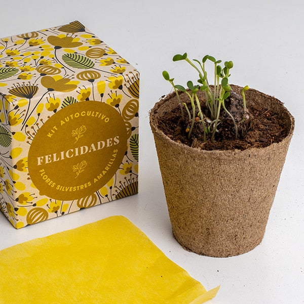 Kit autocultivo "felicidades".