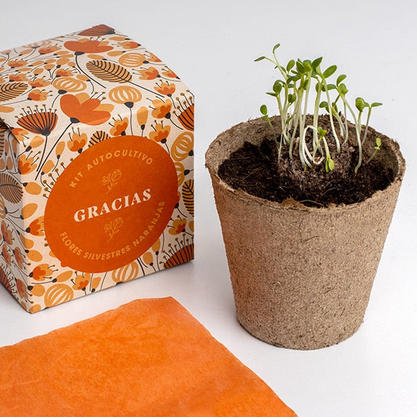 Kit autocultivo "gracias".
