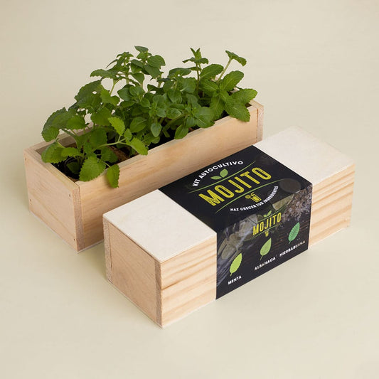 Kit autocultivo mojito.