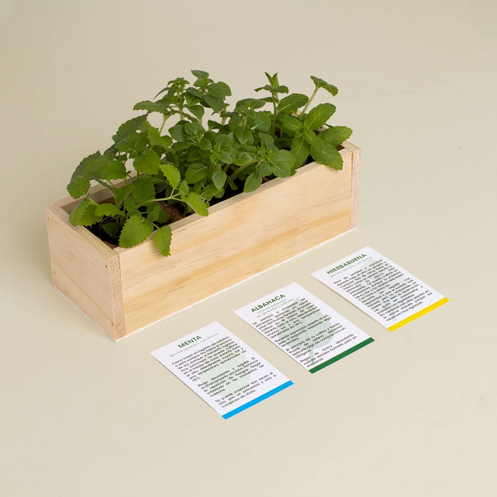 Kit autocultivo mojito.