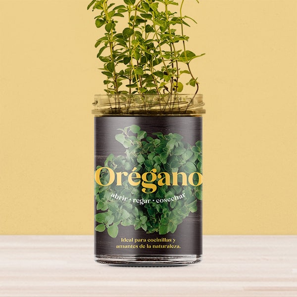 Huerto de cocina de orégano.
