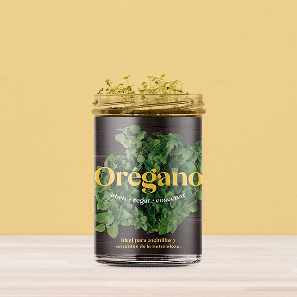 Huerto de cocina de orégano.