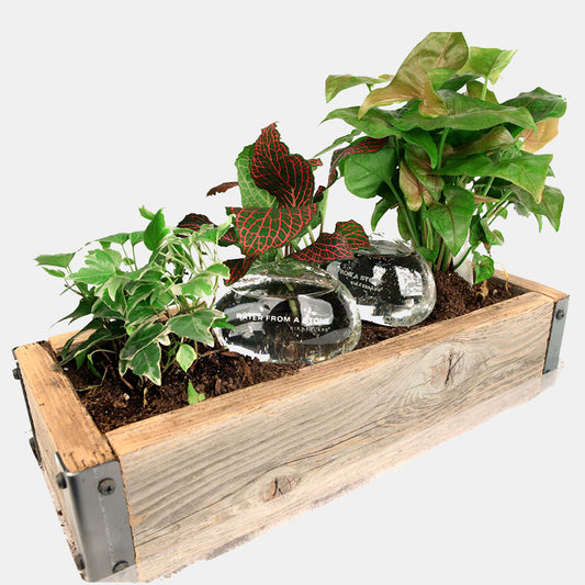 Riego cristal cuentagotas.