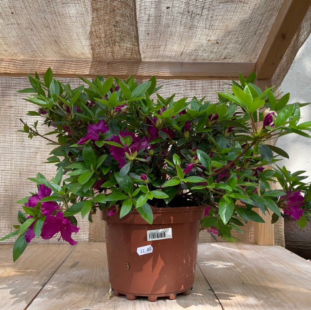 Azalea Japonica 3L