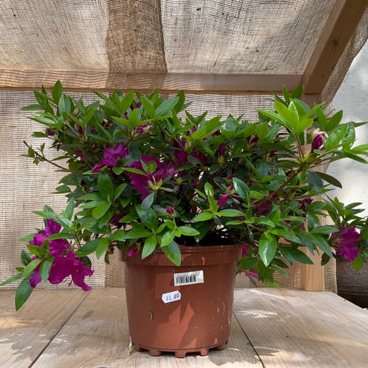 Azalea Japonica 3L