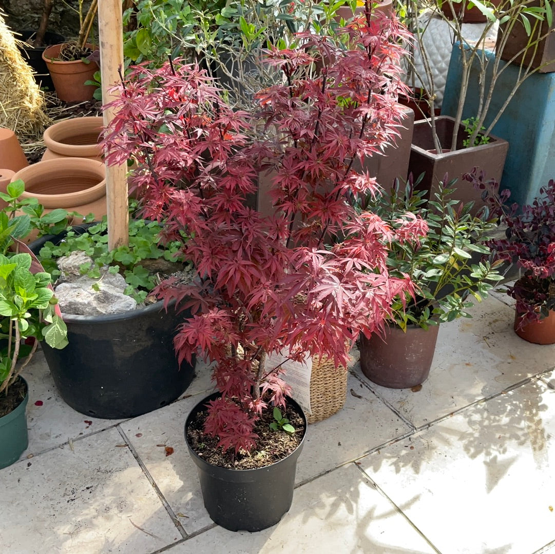 Arce palmatum 7L