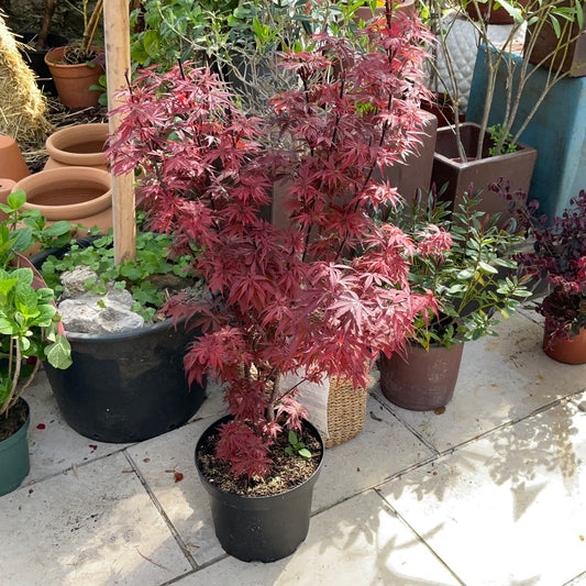 Arce palmatum 7L