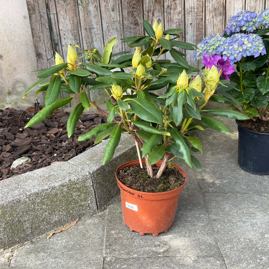 Rhododendron 3L