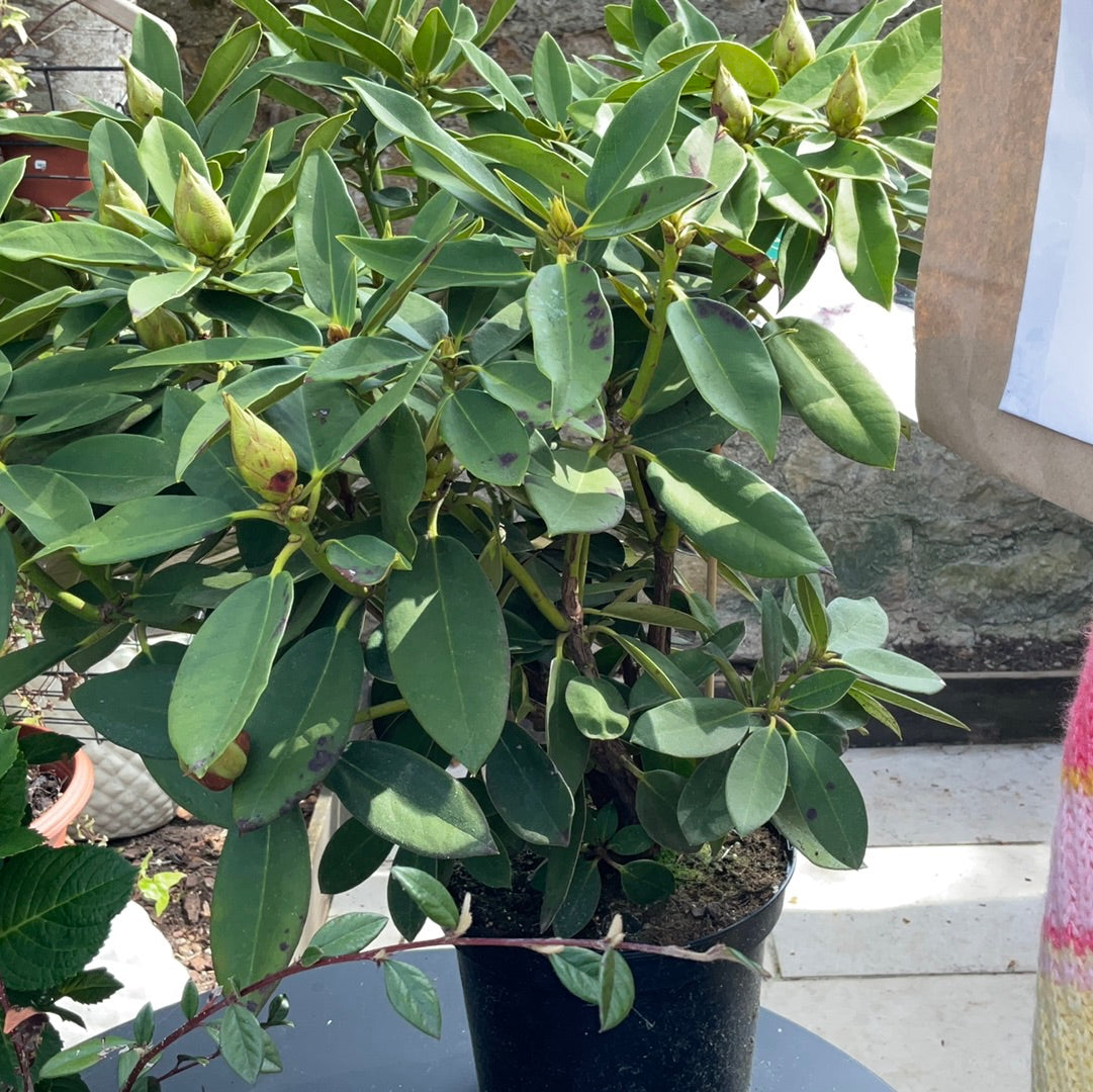 Rhododendron 5L